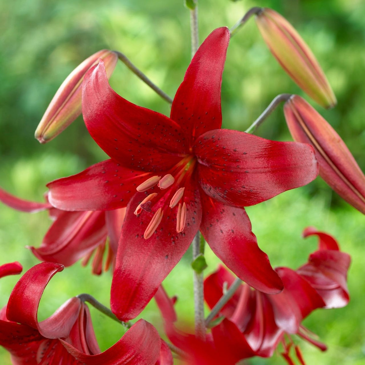 red lily flower Lily Asiatic Red Velvet - 5 bulbs