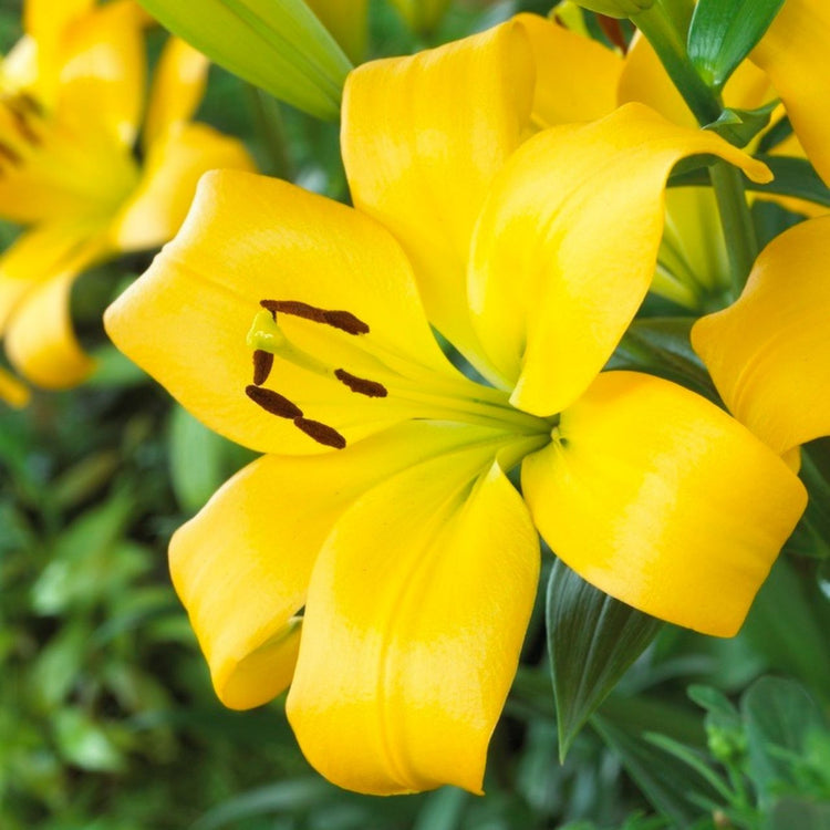 Lily Longiflorum Asiatic (LA) Serrada (Spring)