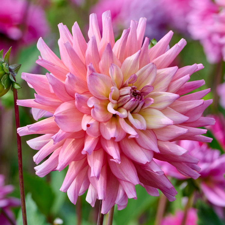 Dahlia Decorative Bahama Mama