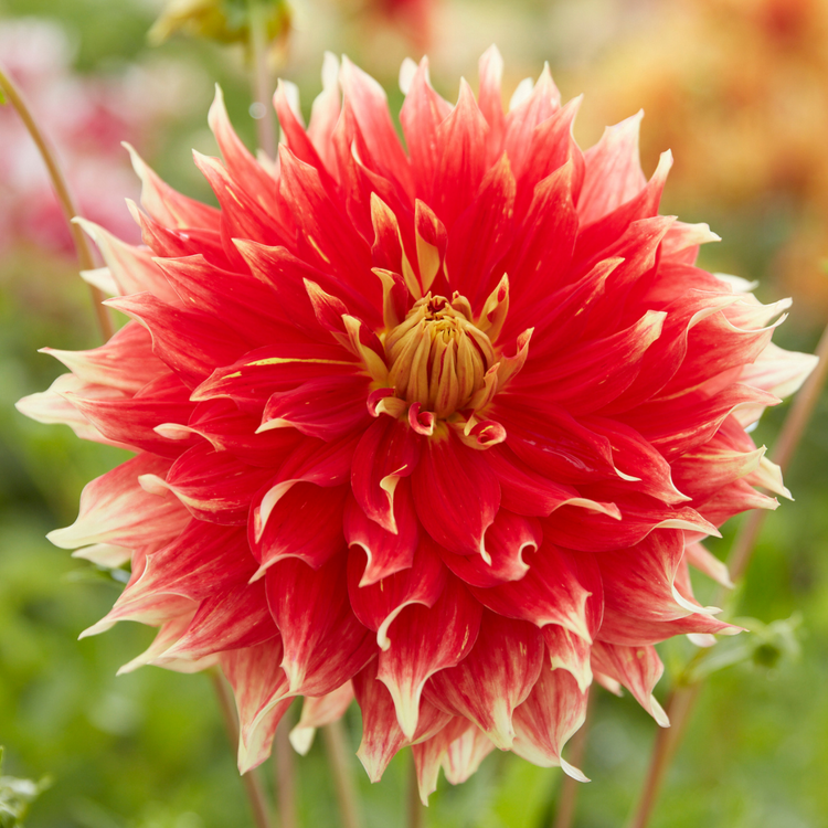 Dahlia Dinnerplate Bodacious