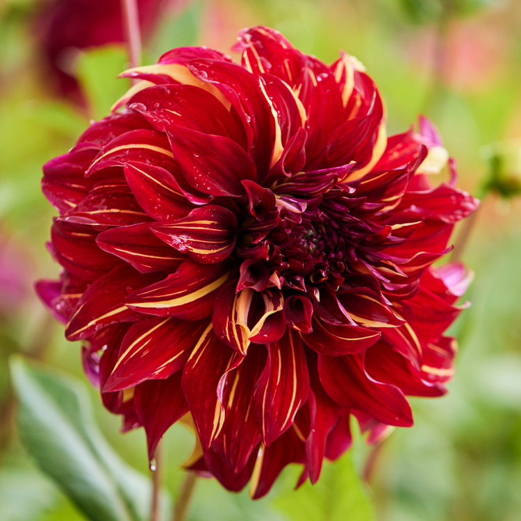 Dahlia Dinnerplate Bohemian Spartacus