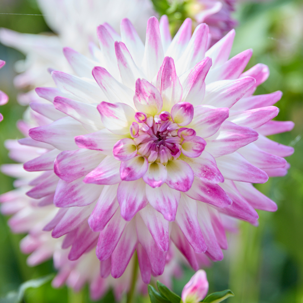 Dahlia♡専用 Dahlia Cactus Jura - 2 tuber clumps - Longfield Gardens