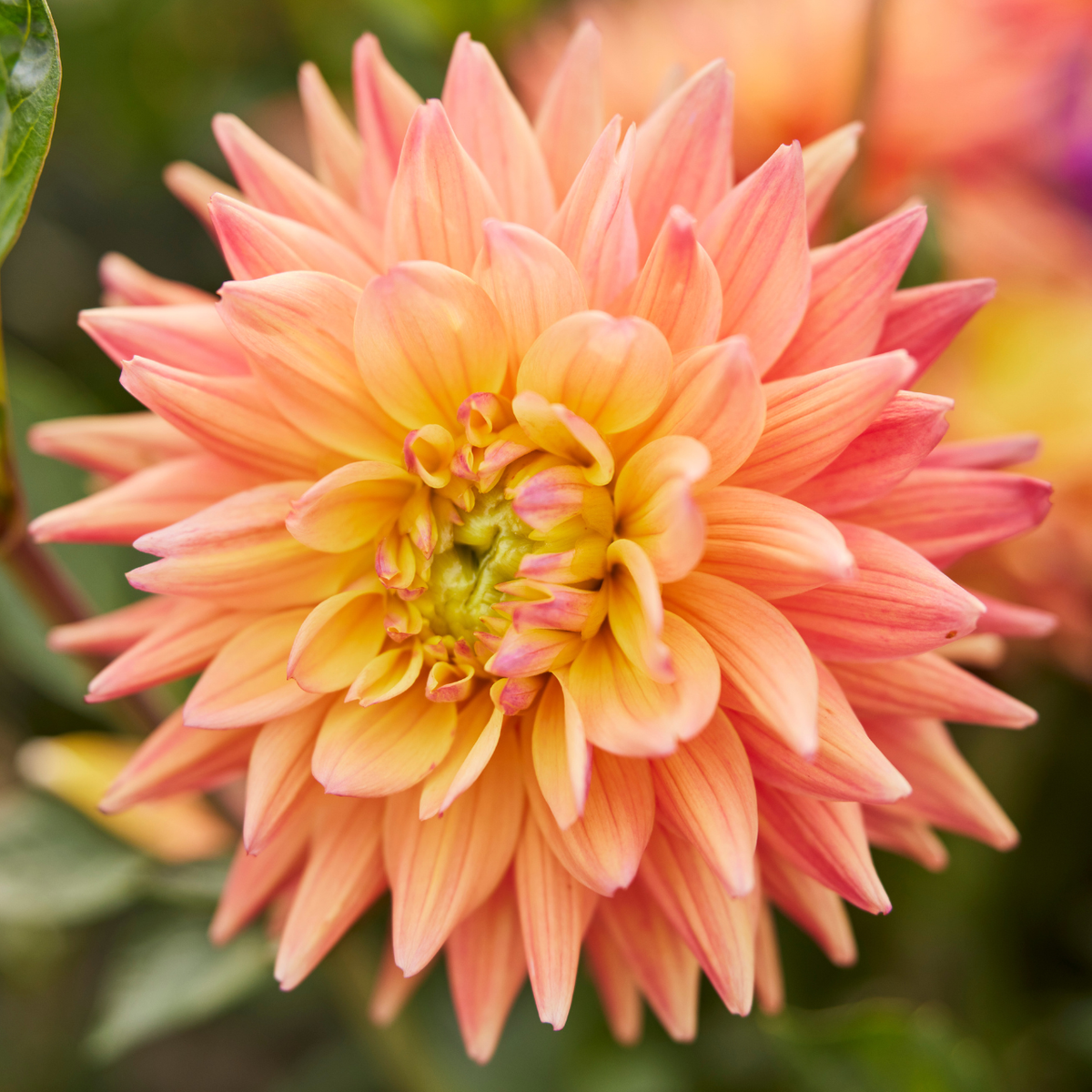 Dahlia Cactus Karma Corona