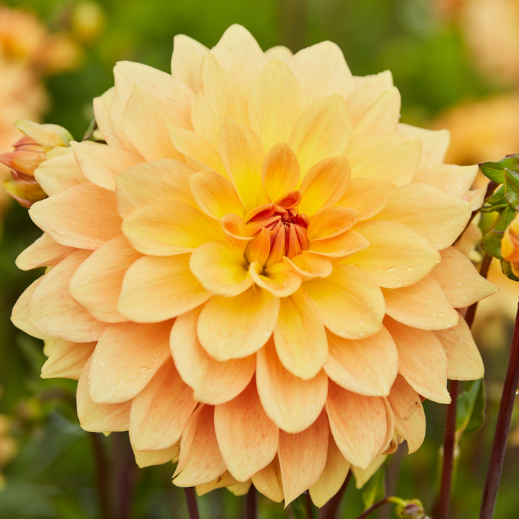 Dahlia Decorative Karma Gold