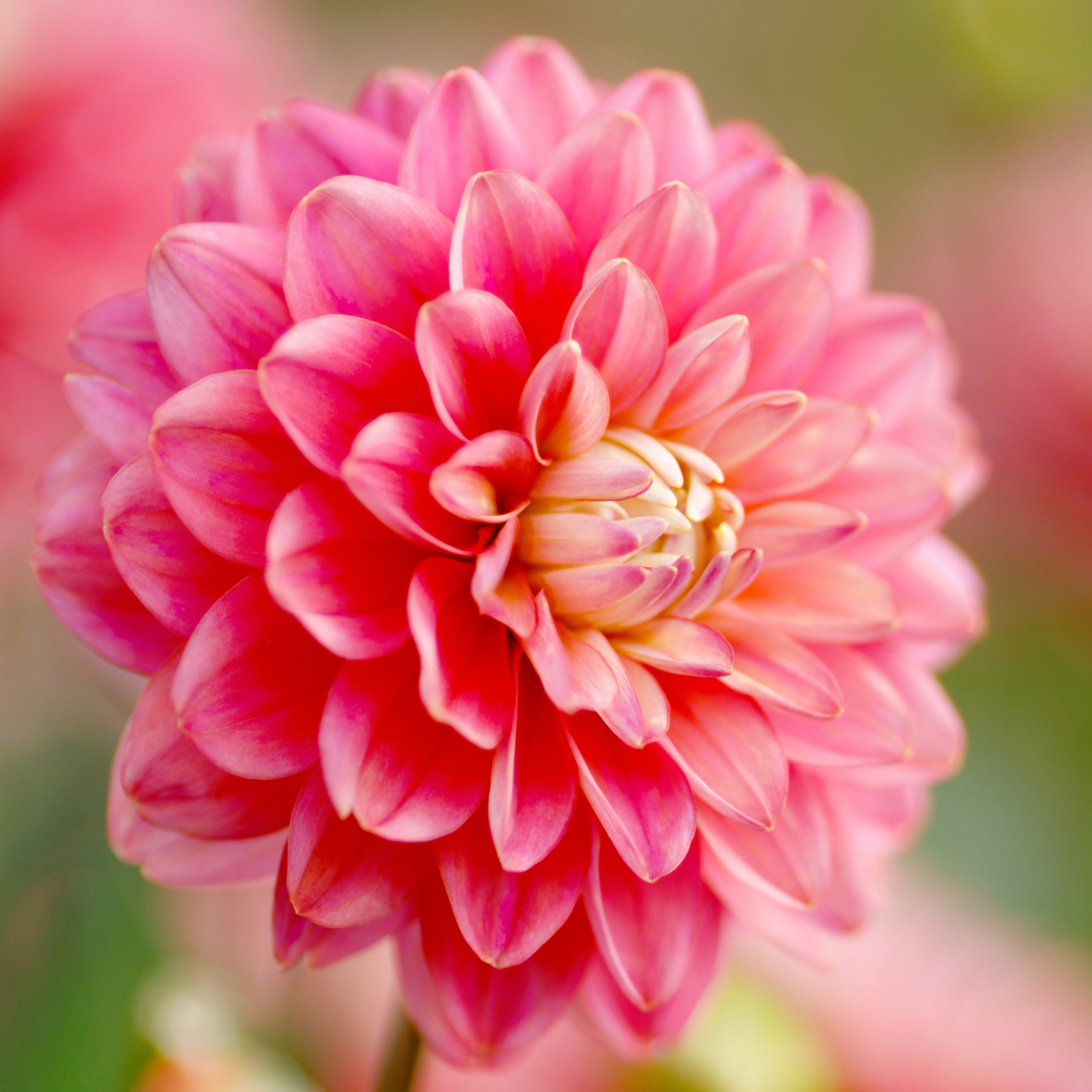 Dahlia Border Decorative Melody Pink Allegro - 2 tuber clumps Dahlia Border Decorative Melody Pink Allegro - 2 tuber clumps