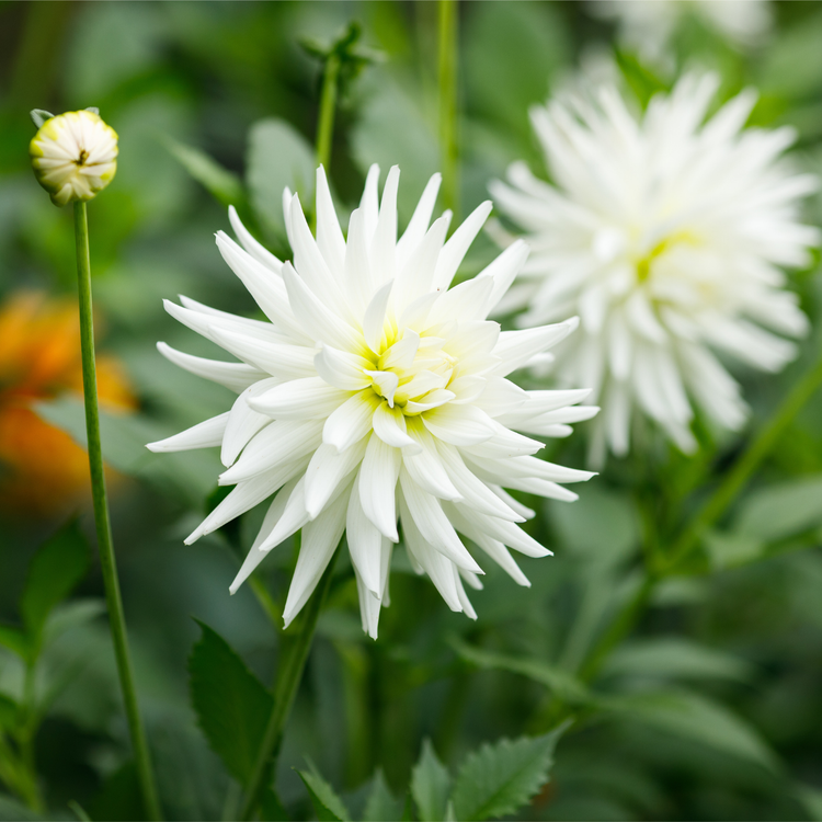 Dahlia Cactus My Love