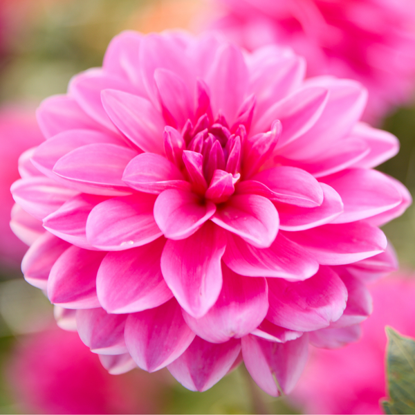 Dahlia Waterlily Onesta - 2 tubers - Longfield Gardens