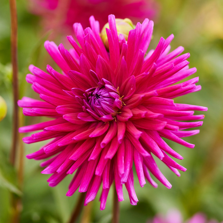 Dahlia Cactus Purple Gem
