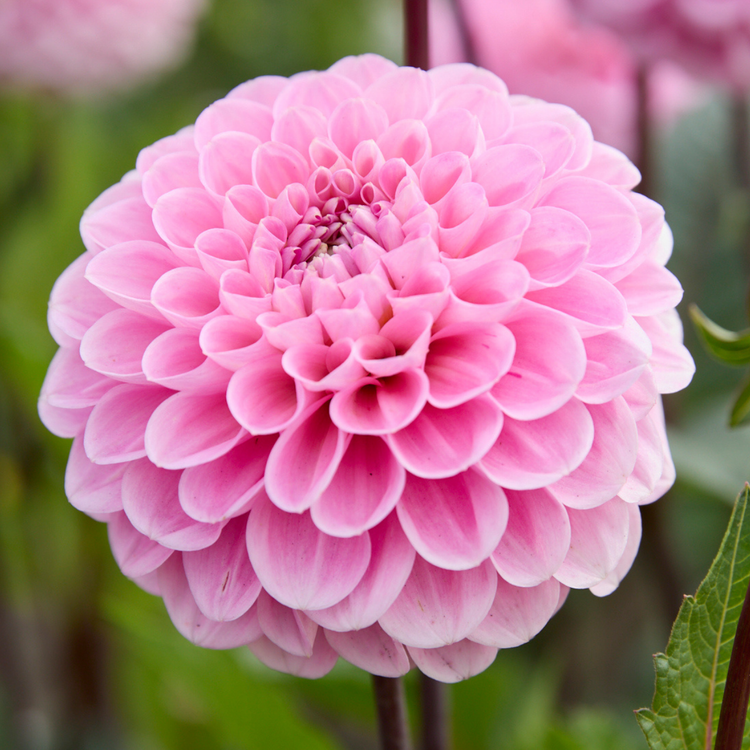 Dahlia PomPon Wizard of Oz