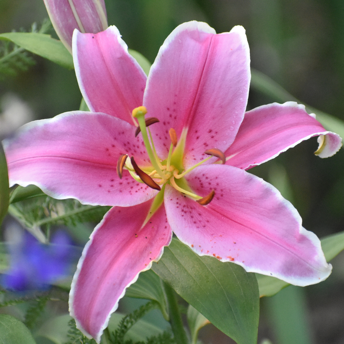oriental lily flower Lily Oriental Marlon - 5 bulbs