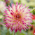 Cactus Dahlias