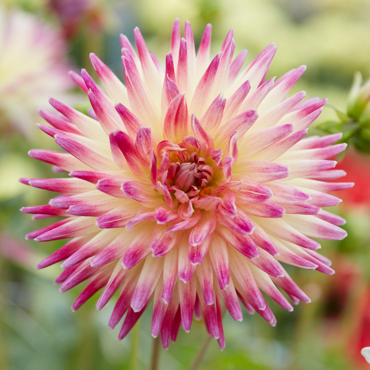 Dahlia Cactus Tahiti Sunrise