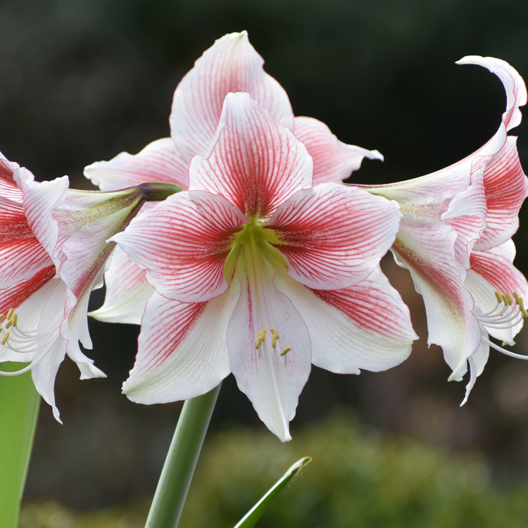Amaryllis Single Glee