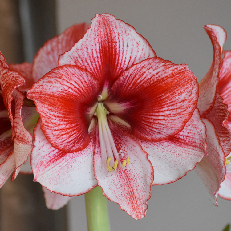 Amaryllis Single Showmaster