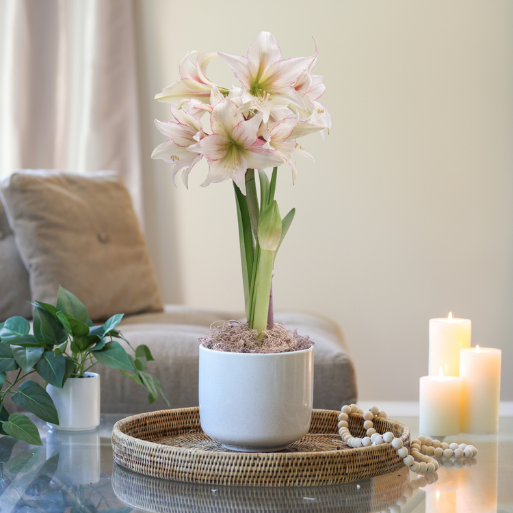 Amaryllis with Cream Ceramic Pot Growing Kit