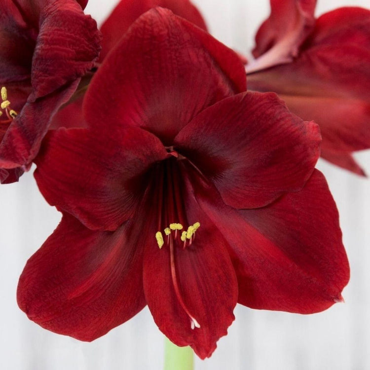The large, velvet-red flowers of winter-blooming amaryllis Mandela.