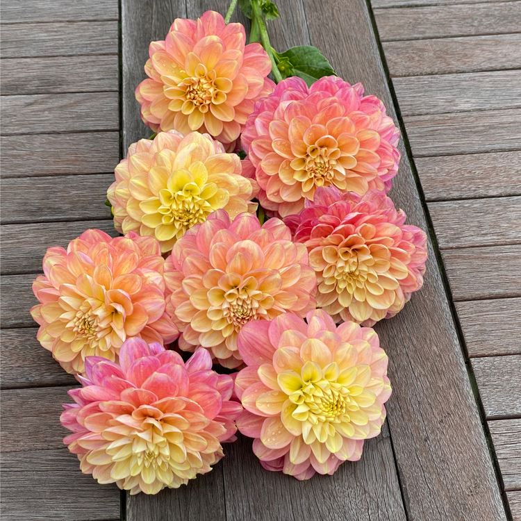Dahlia Decorative Milena Fleur