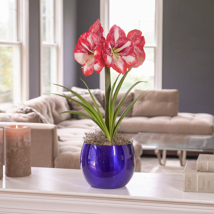 The red and white flowers of amaryllis Minerva, blooming indoors in a blue metal pot.