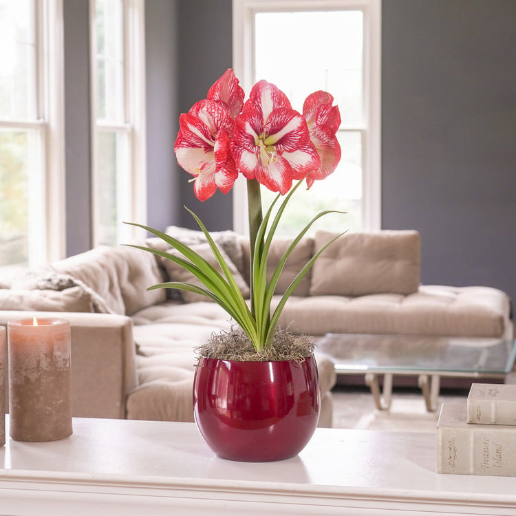 Amaryllis Minerva with Globe Pot Growing Kit