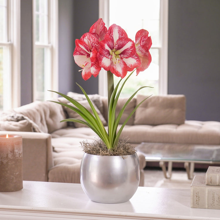The red and white flowers of amaryllis Minerva, blooming indoors in a silver metal pot.