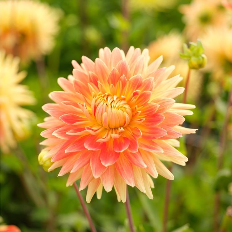 Dahlia Decorative Motto