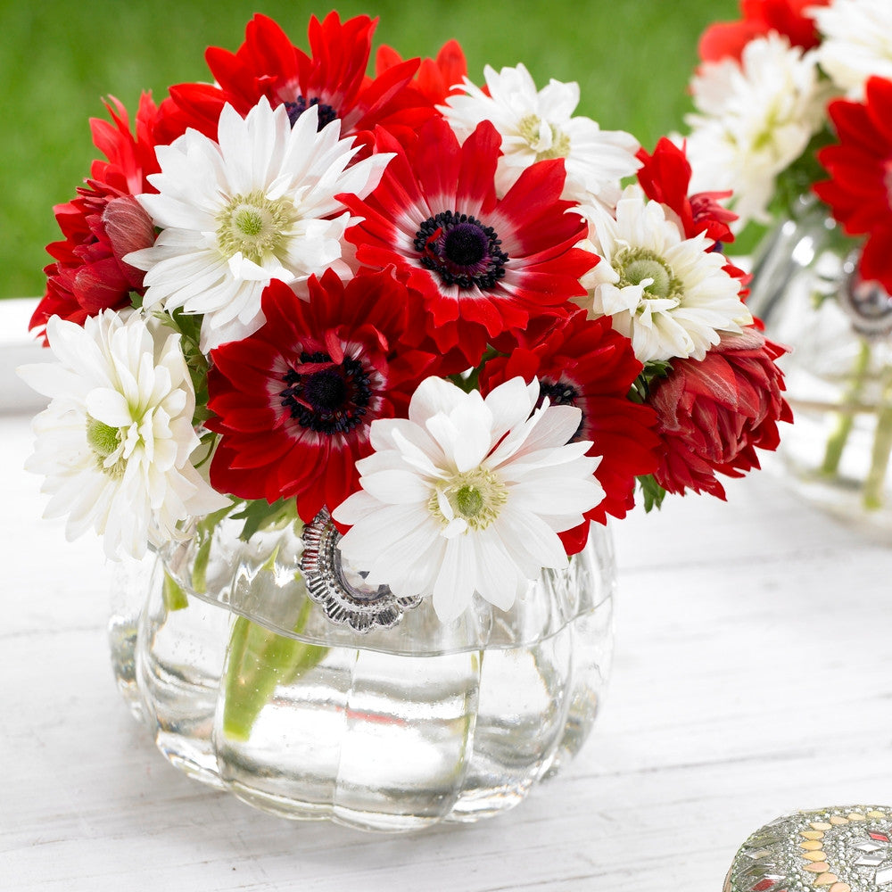 Anemone De Caen The Governor & Mt Everest - 50 corms - Longfield