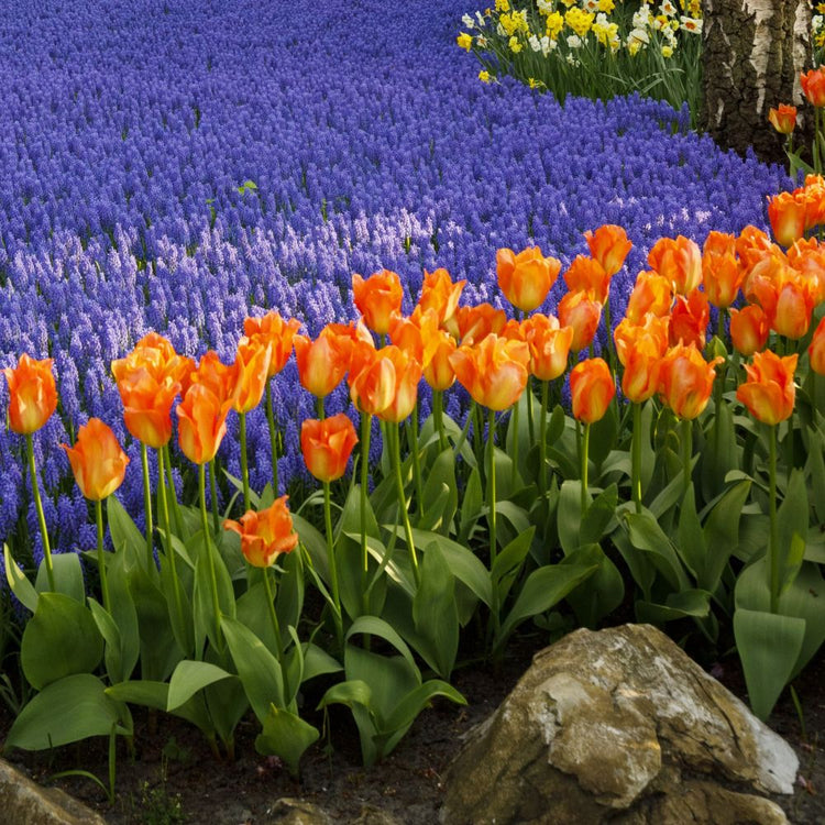 Longfield Gardens