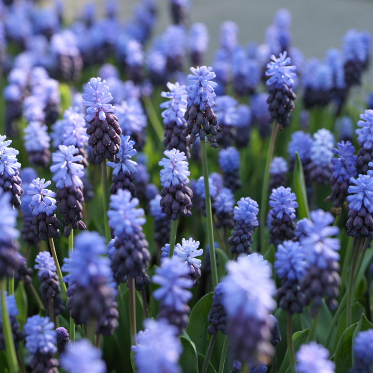 Muscari Latifolium