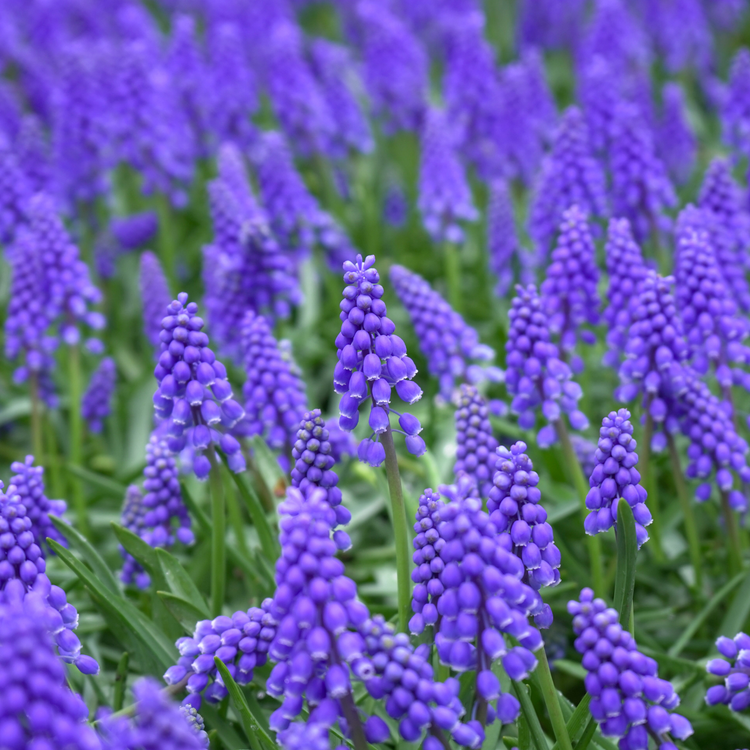 Muscari Armeniacum - Bulk Offer