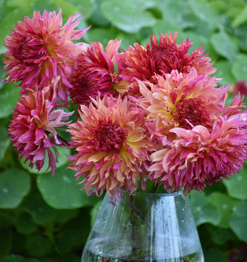 A bouquet of rose-pink and peach colored dahlias in a clear glass vase, featuring the shaggy flowers of Myrtles Folly.