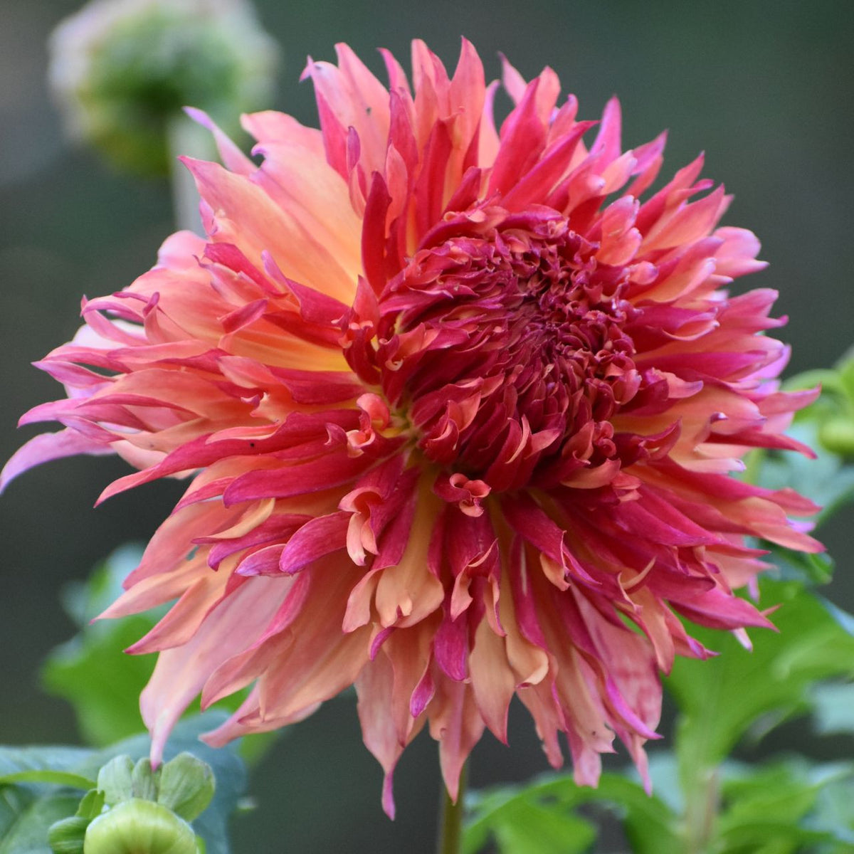 myrtle's folly dahlia seeds Dahlia Dinnerplate Myrtles Folly