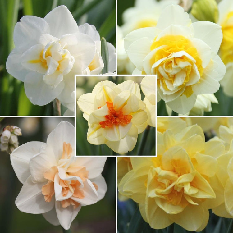 Daffodil Assorted Double Daffodil Collection