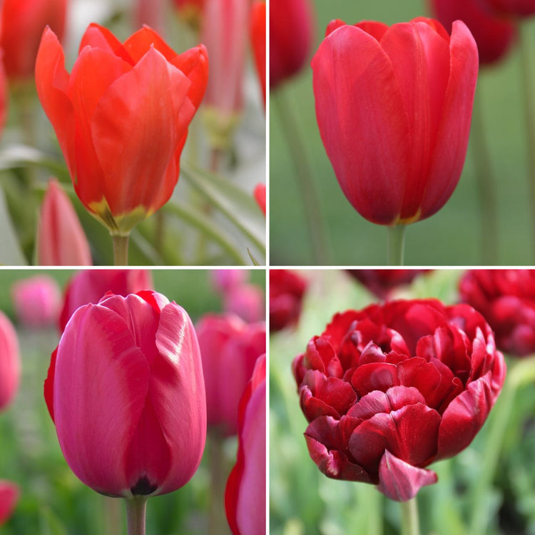 Tulip Assorted Really Red Collection