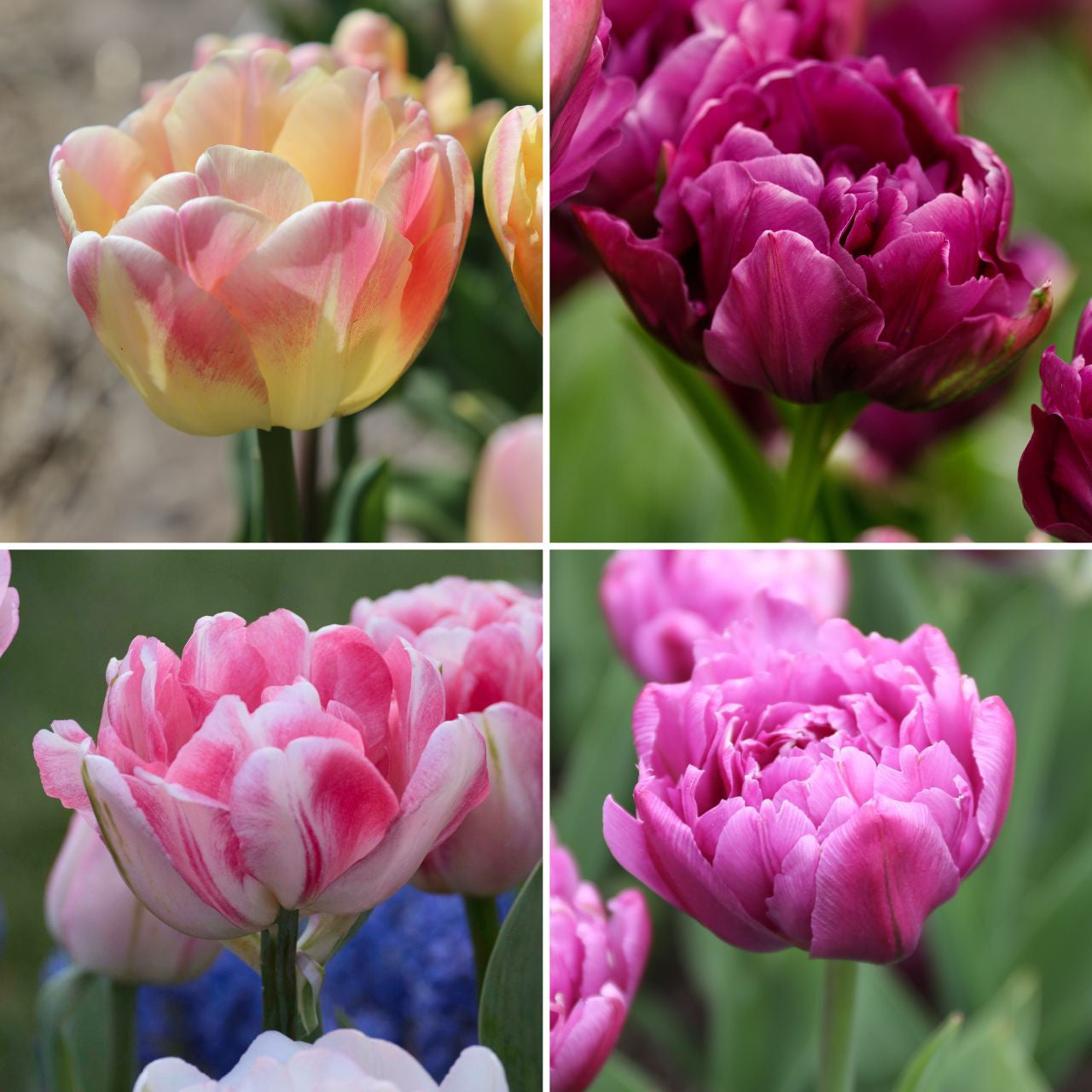 TULIPページ Tulip Assorted Romantic Double Collection II - 60 count