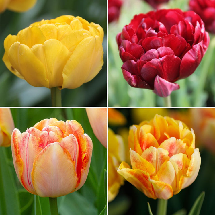 Tulip Assorted Double Bright Collection