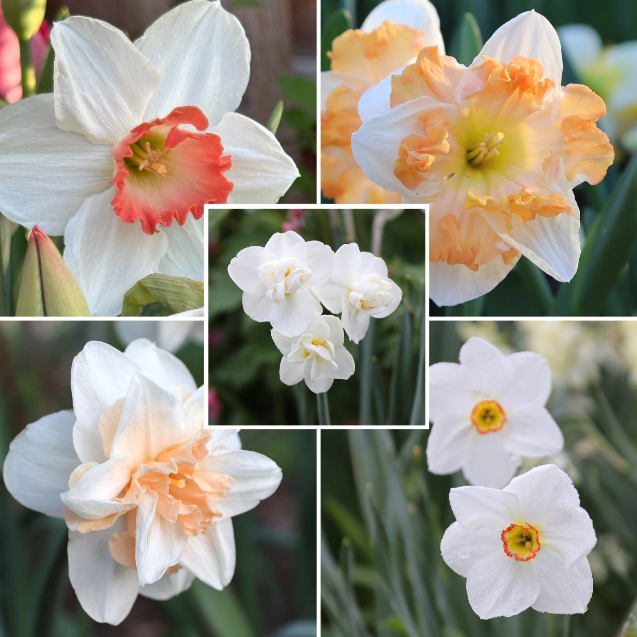 Daffodil Assorted Long-Blooming Peach Collection II - 50 bulbs