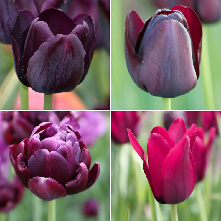 Tulip Assorted Bountiful Burgundy Collection