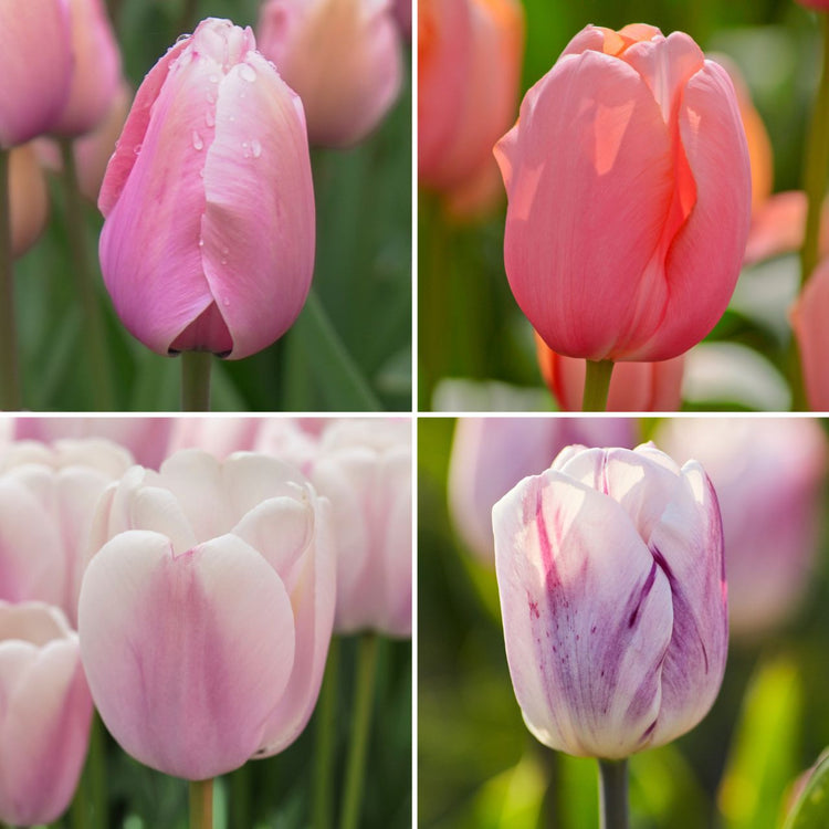 Tulip Assorted Single Pastel Collection
