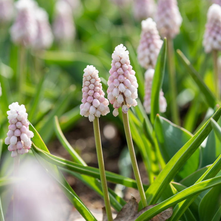 Muscari Pink Surprise