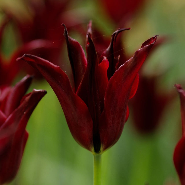 Tulip Lily Flowering Sarah Raven