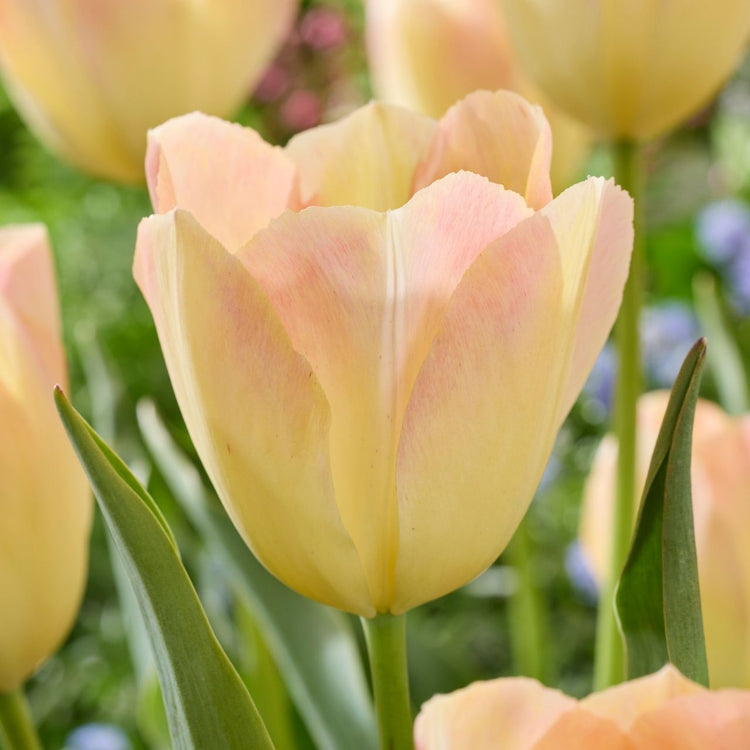 Tulip Darwin Hybrid Jade Maiden