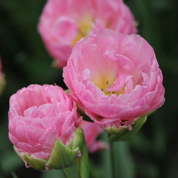 Tulip Double Late Strawberry Cream - 10 bulbs - Longfield Gardens