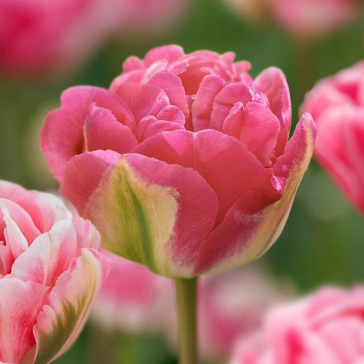 Tulip Double Late Glamour Girl