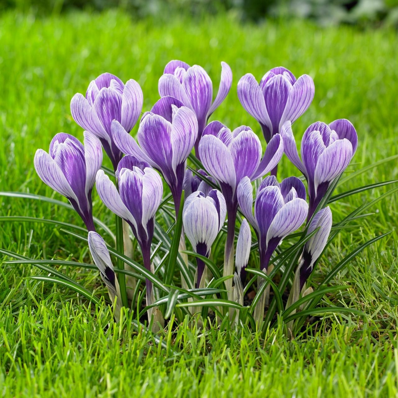 Crocus Large Flowering King of the Striped - 25 corms - Longfield