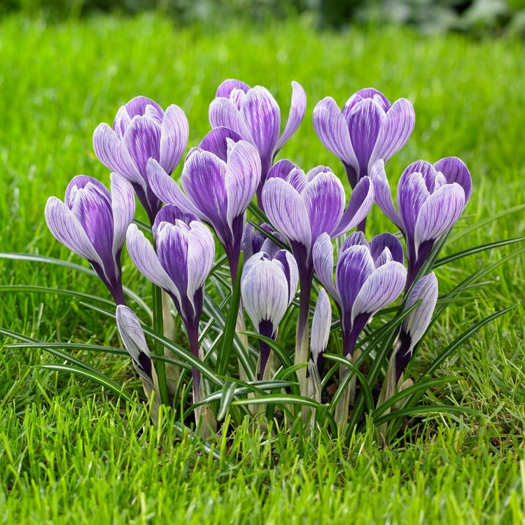 Crocus Large Flowering King of the Striped