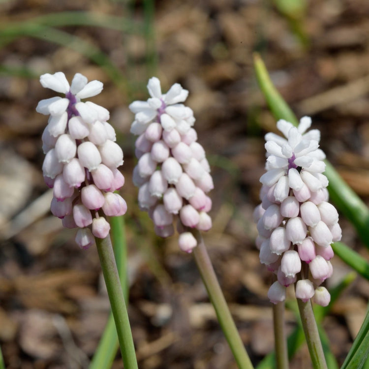 Muscari Pink Surprise