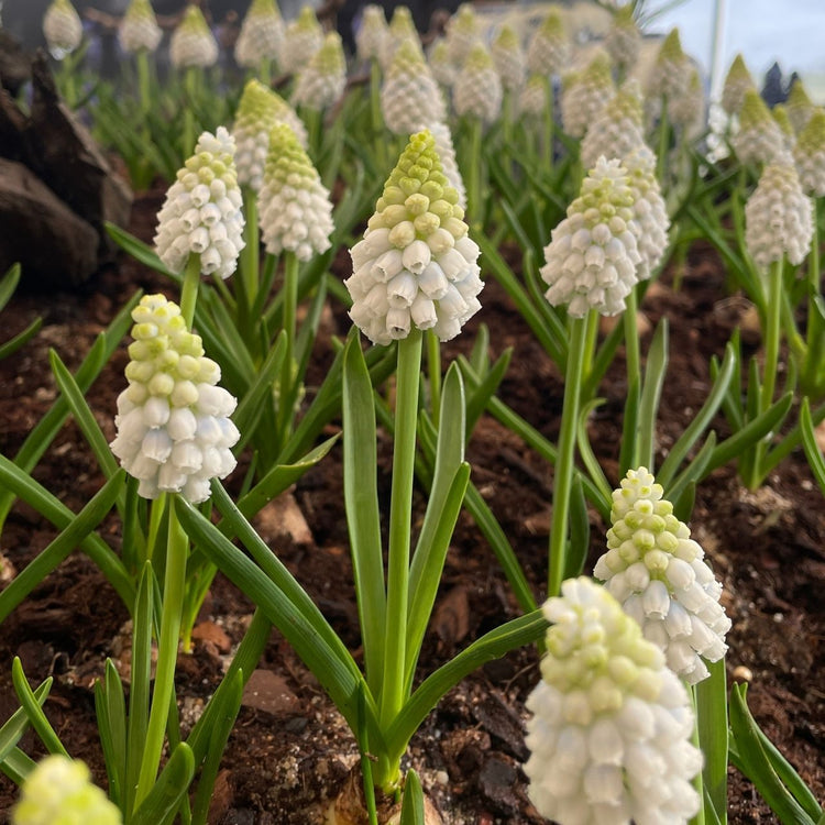 Muscari Alaska