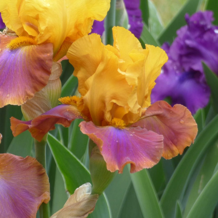 Bearded Iris Megabucks