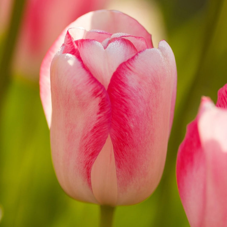 Tulip Triumph Graceland