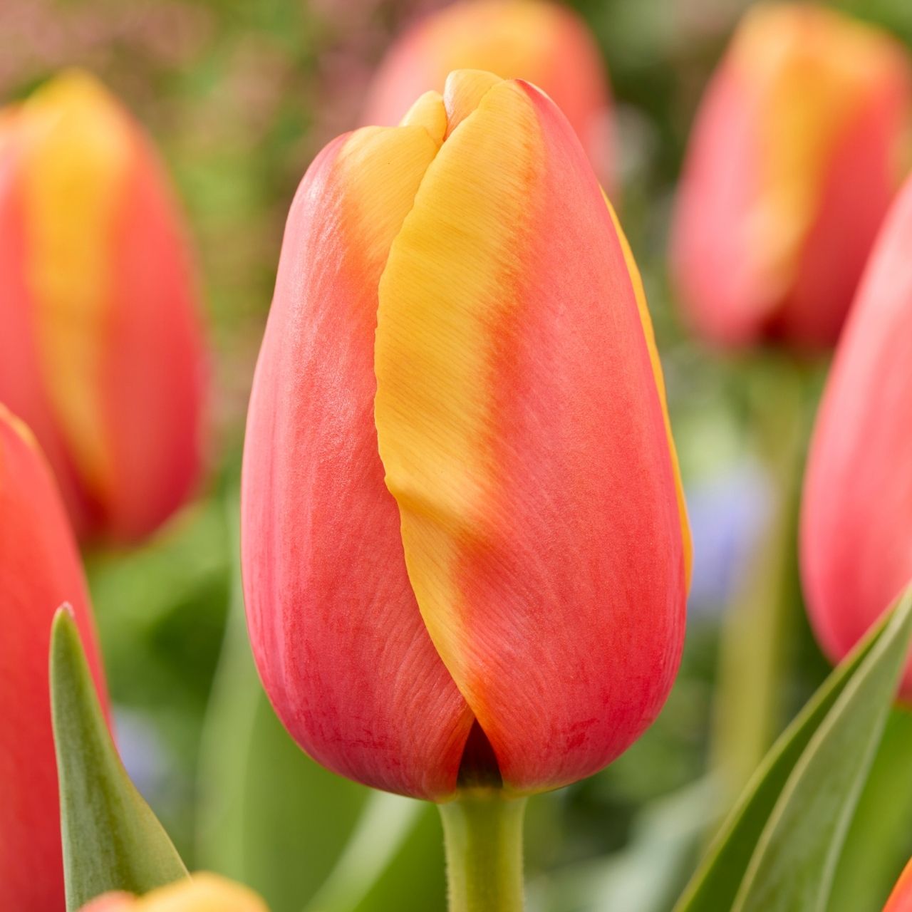 Tulip Darwin Hybrid Aspiration - 20 bulbs - Longfield Gardens